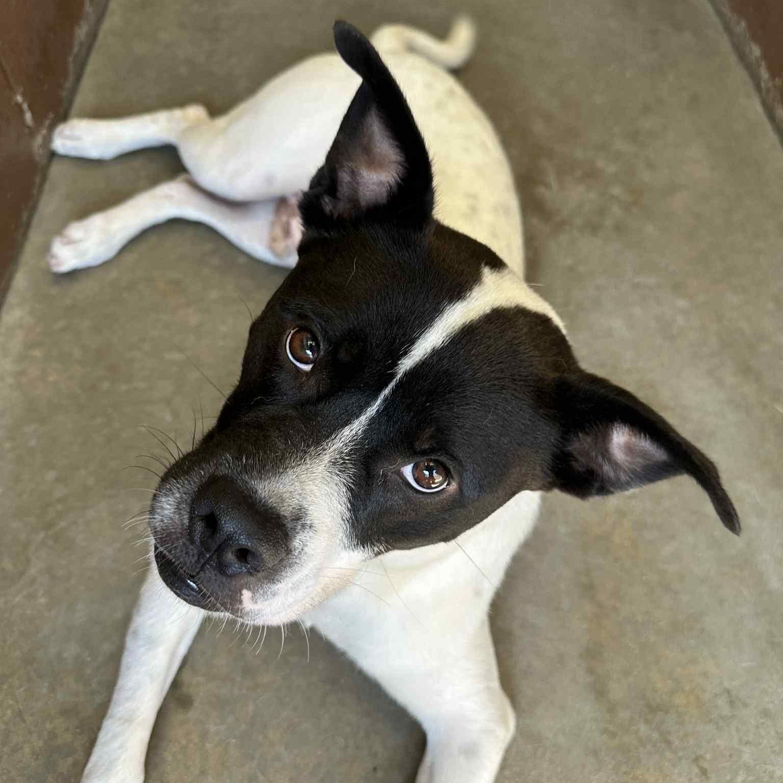 Oswald (Ozzie), everyone loves this chill very affectionate boy!, a Adoptable mixed breed in Virginia Beach, VA image 2/6