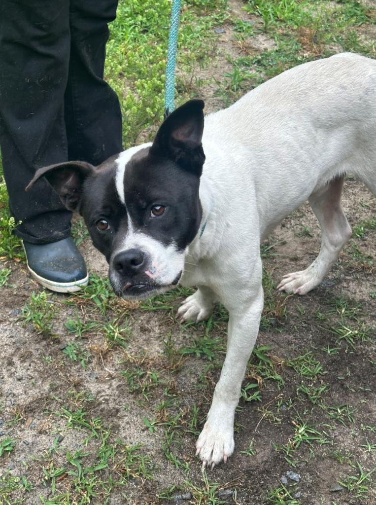 Oswald, handsome sweet bulldog boy, Needs a Family !!
