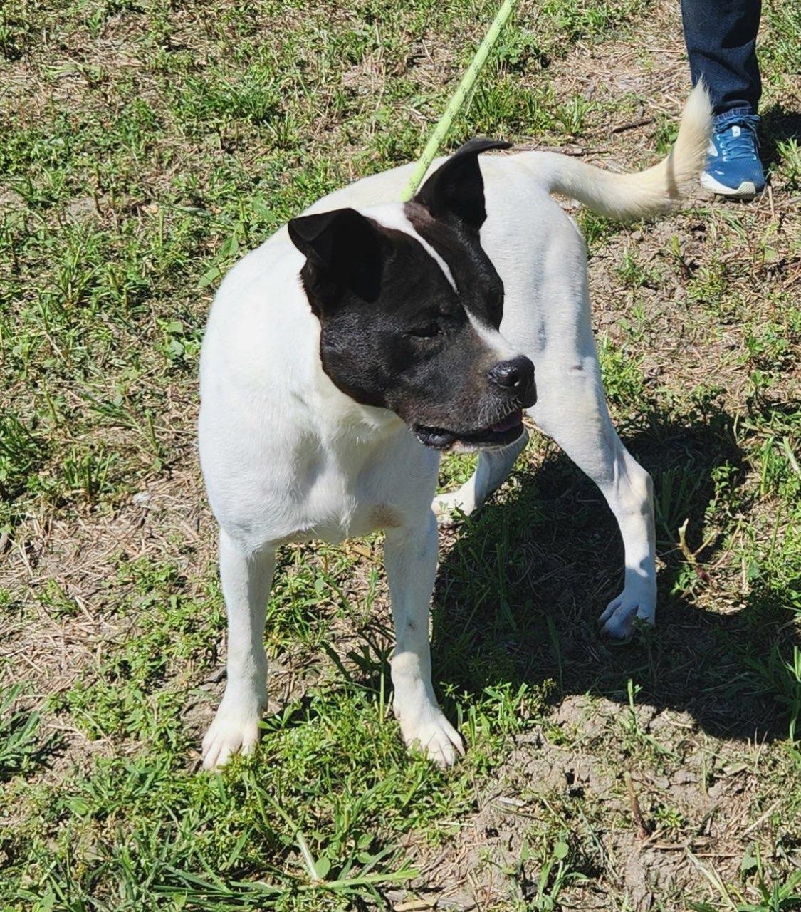 Oswald (Ozzie), everyone loves this chill very affectionate boy!, a Adoptable mixed breed in Virginia Beach, VA image 5/6