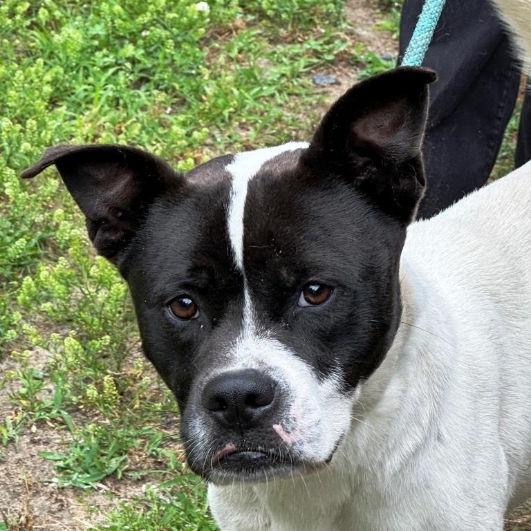 Oswald, handsome sweet bulldog boy, Needs a Family !!