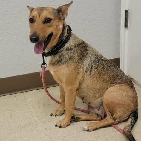 Enlarge Genesis, an adopted mixed breed in Traverse City, MI image 1/1