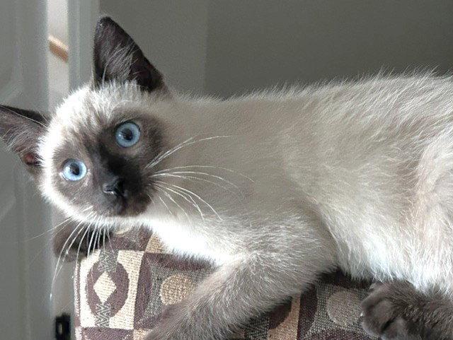 Mikey, Adopted, Kitten Male Siamese & Domestic Short Hair.