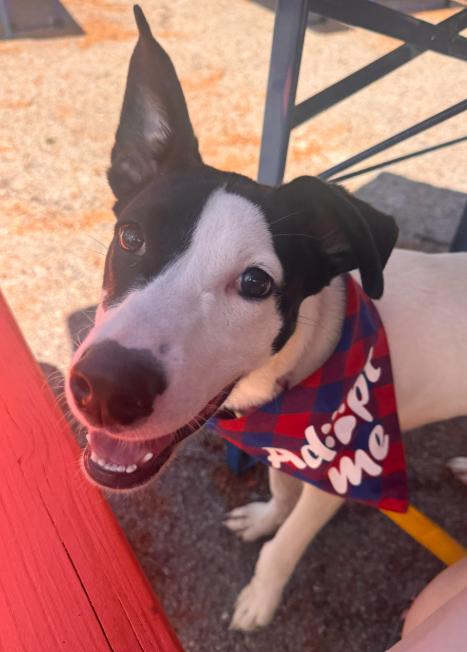 Enlarge Domino, a Adoptable mixed breed in Washington DC, DC image 1/6