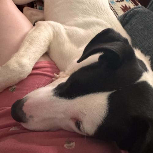 Enlarge Domino, a Adoptable mixed breed in Washington DC, DC image 2/6