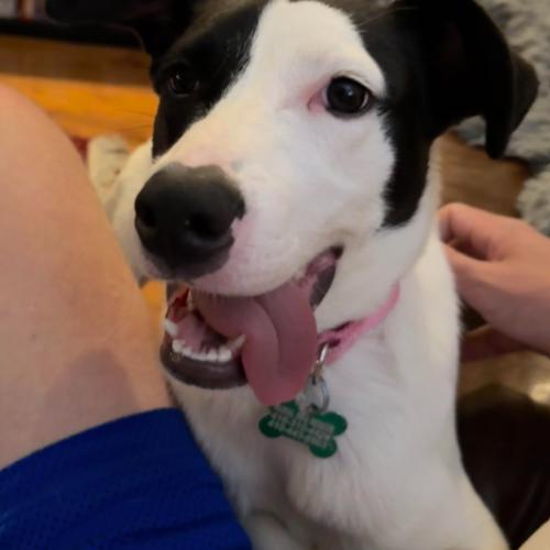 Enlarge Domino, a Adoptable mixed breed in Washington DC, DC image 3/6