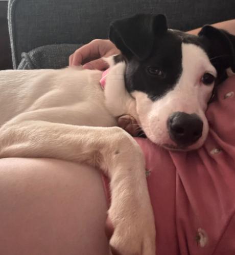 Enlarge Domino, a Adoptable mixed breed in Washington DC, DC image 4/6