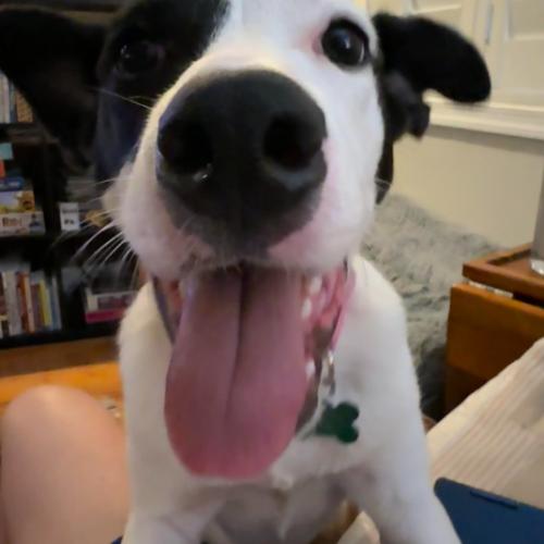 Enlarge Domino, a Adoptable mixed breed in Washington DC, DC image 5/6