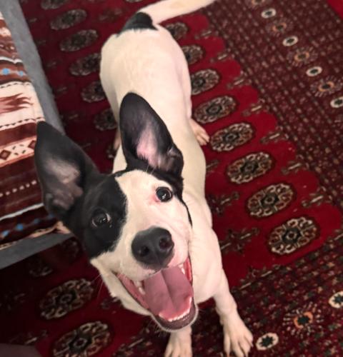 Enlarge Domino, a Adoptable mixed breed in Washington DC, DC image 6/6