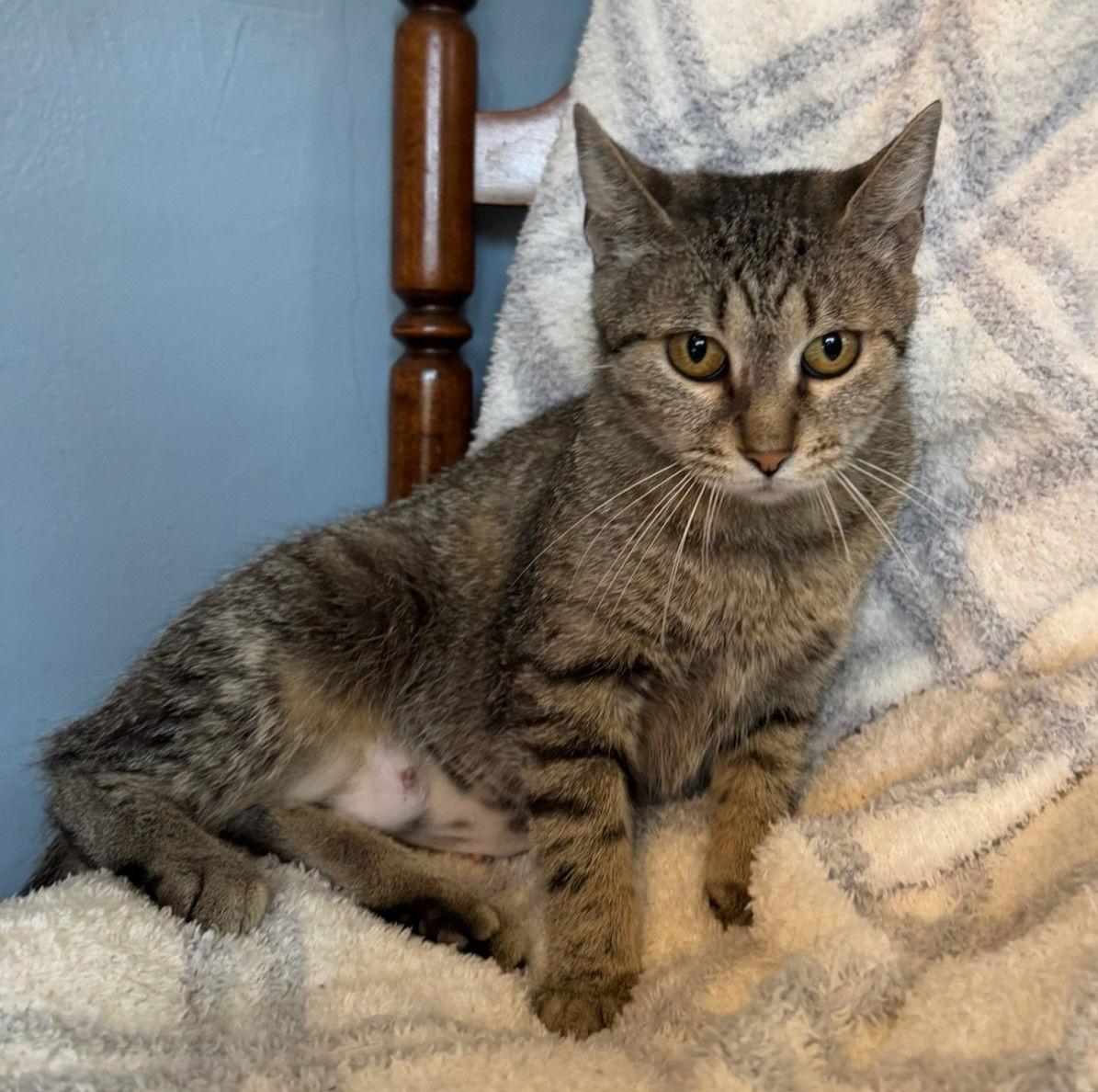 Tawny, Adoptable, Adult Female Domestic Short Hair.