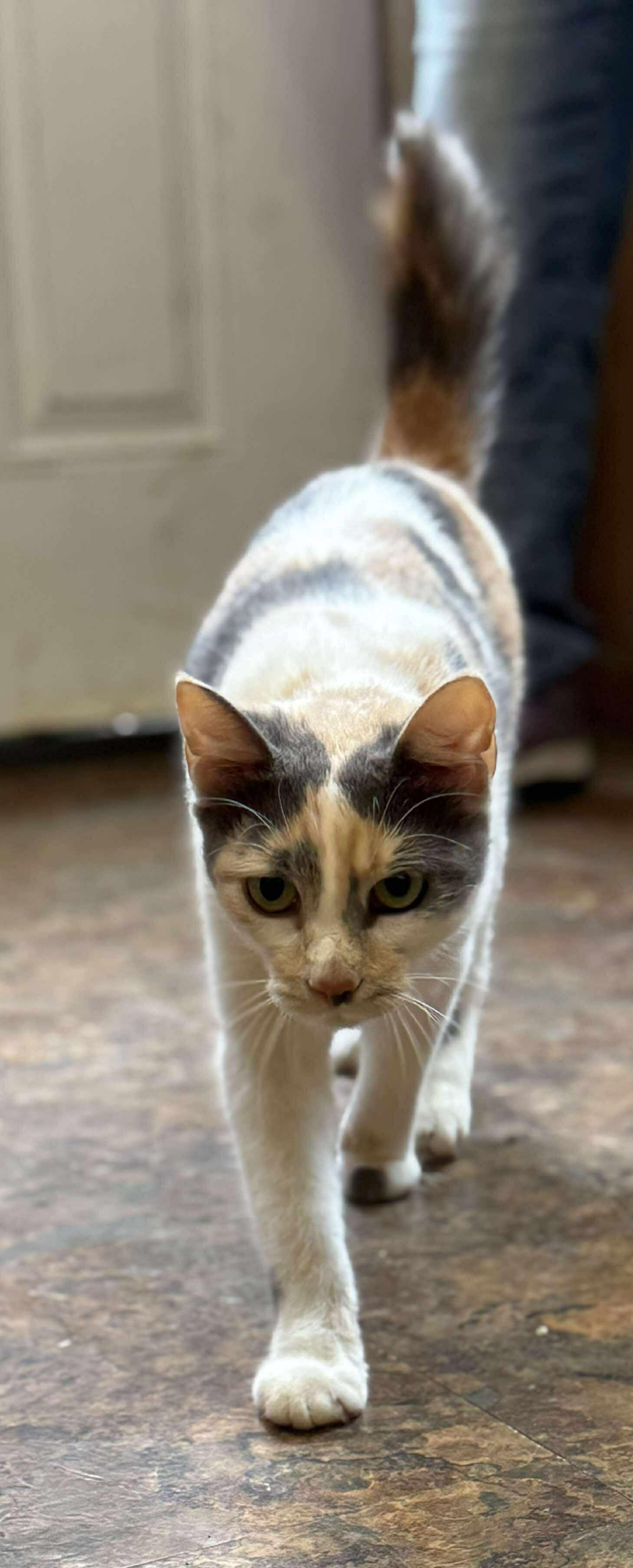 Enlarge Mandy, a Adoptable Calico in Talbott, TN image 2/5