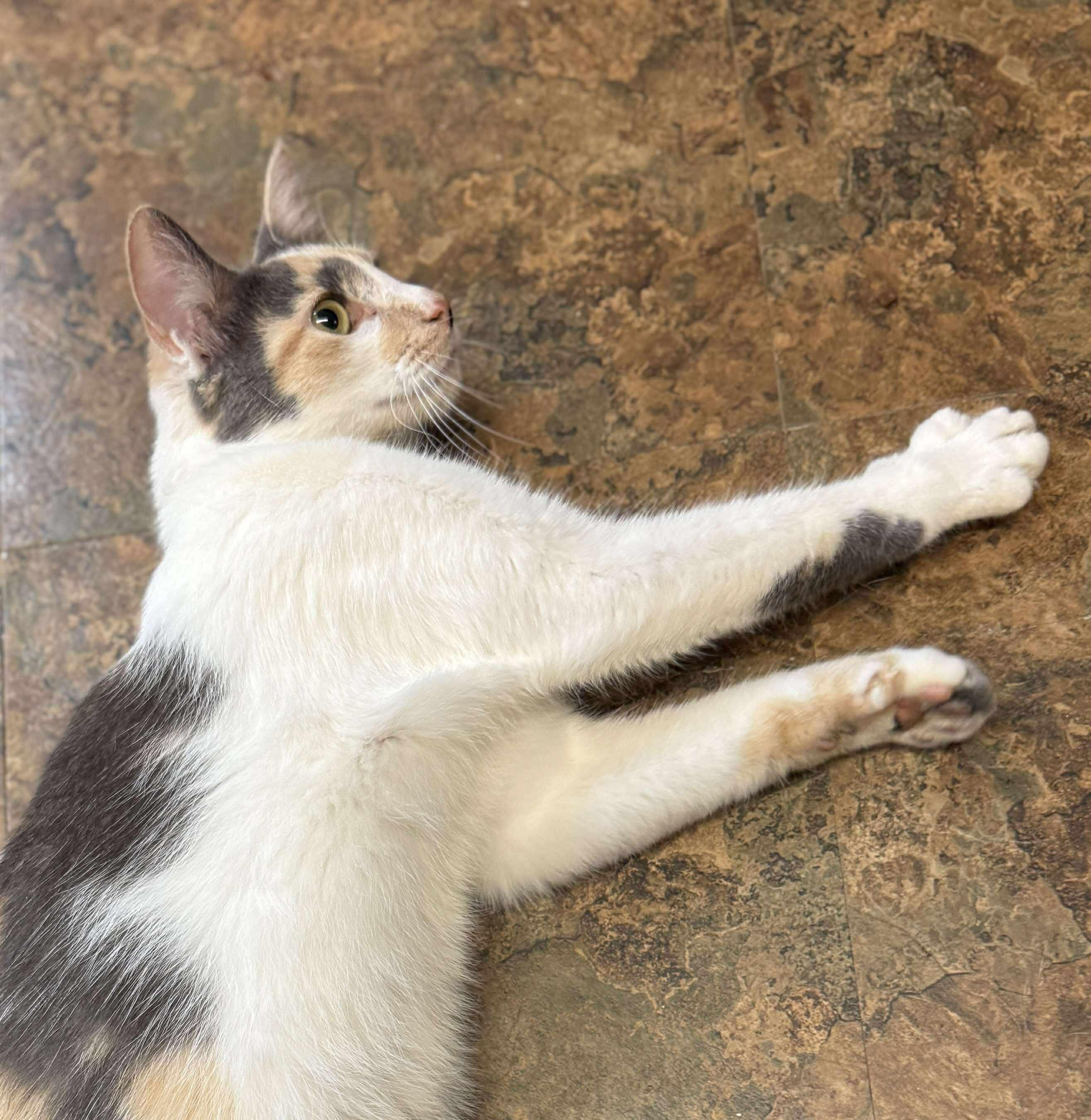 Enlarge Mandy, a Adoptable Calico in Talbott, TN image 3/5