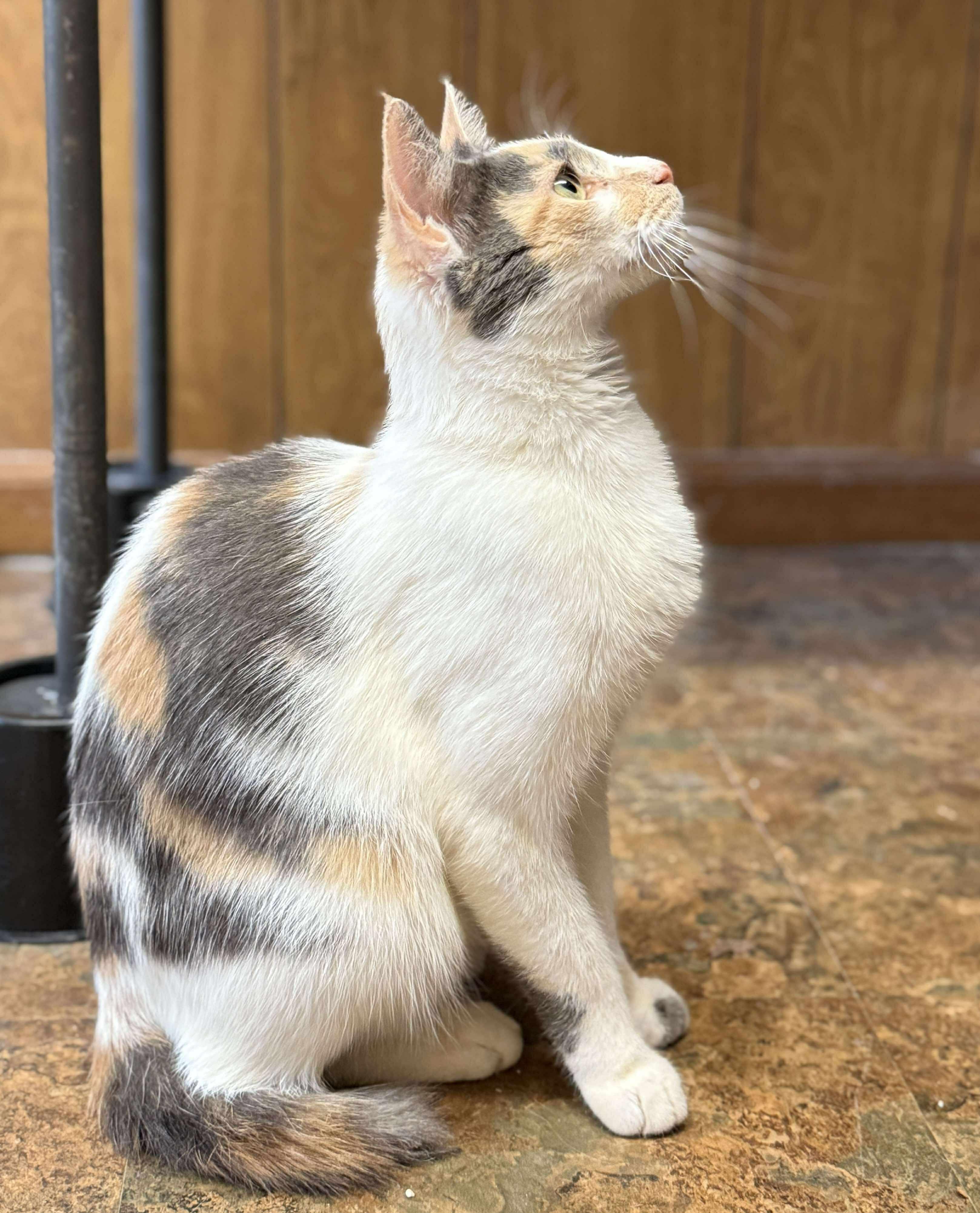 Enlarge Mandy, a Adoptable Calico in Talbott, TN image 4/5