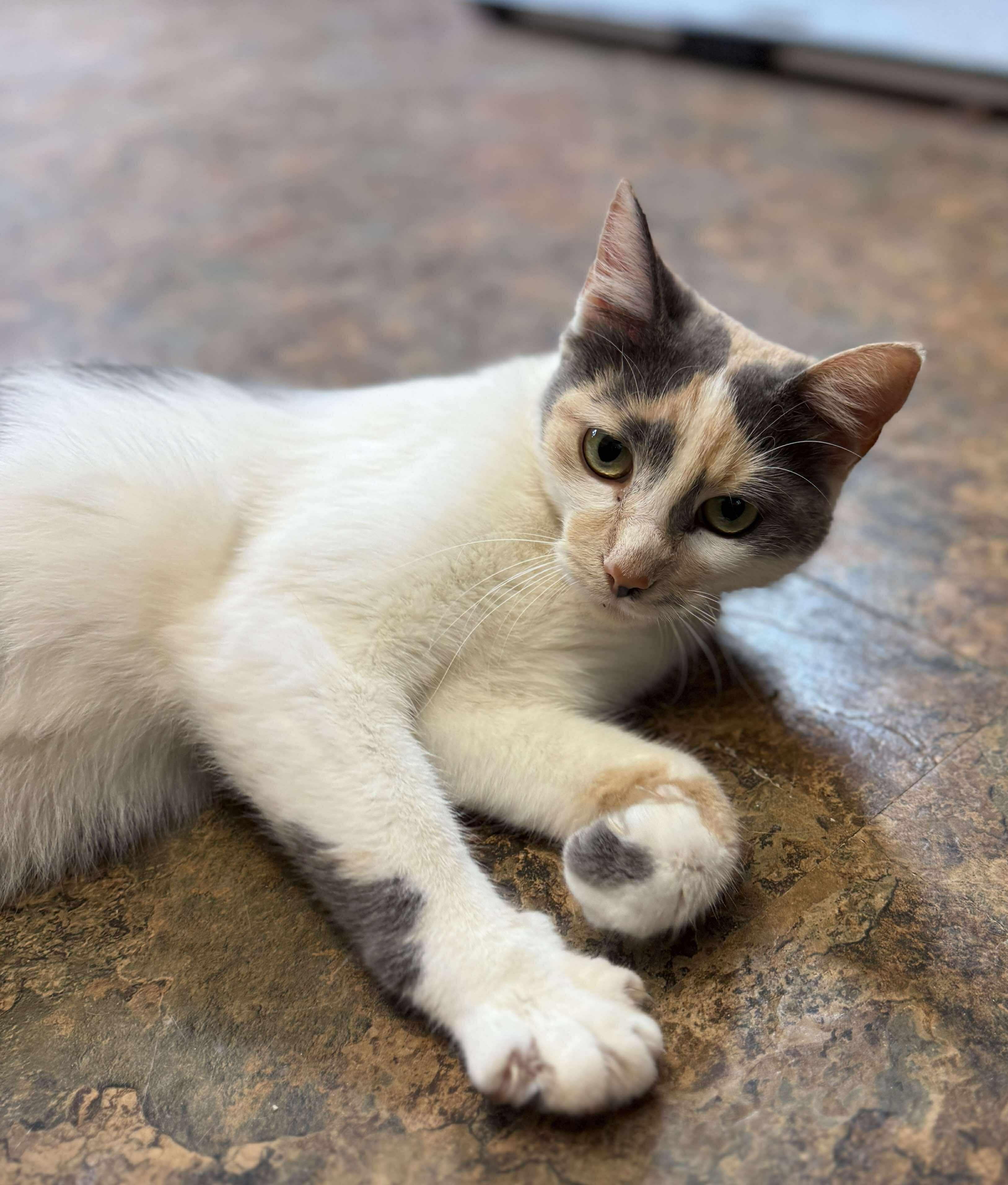 Enlarge Mandy, a Adoptable Calico in Talbott, TN image 5/5