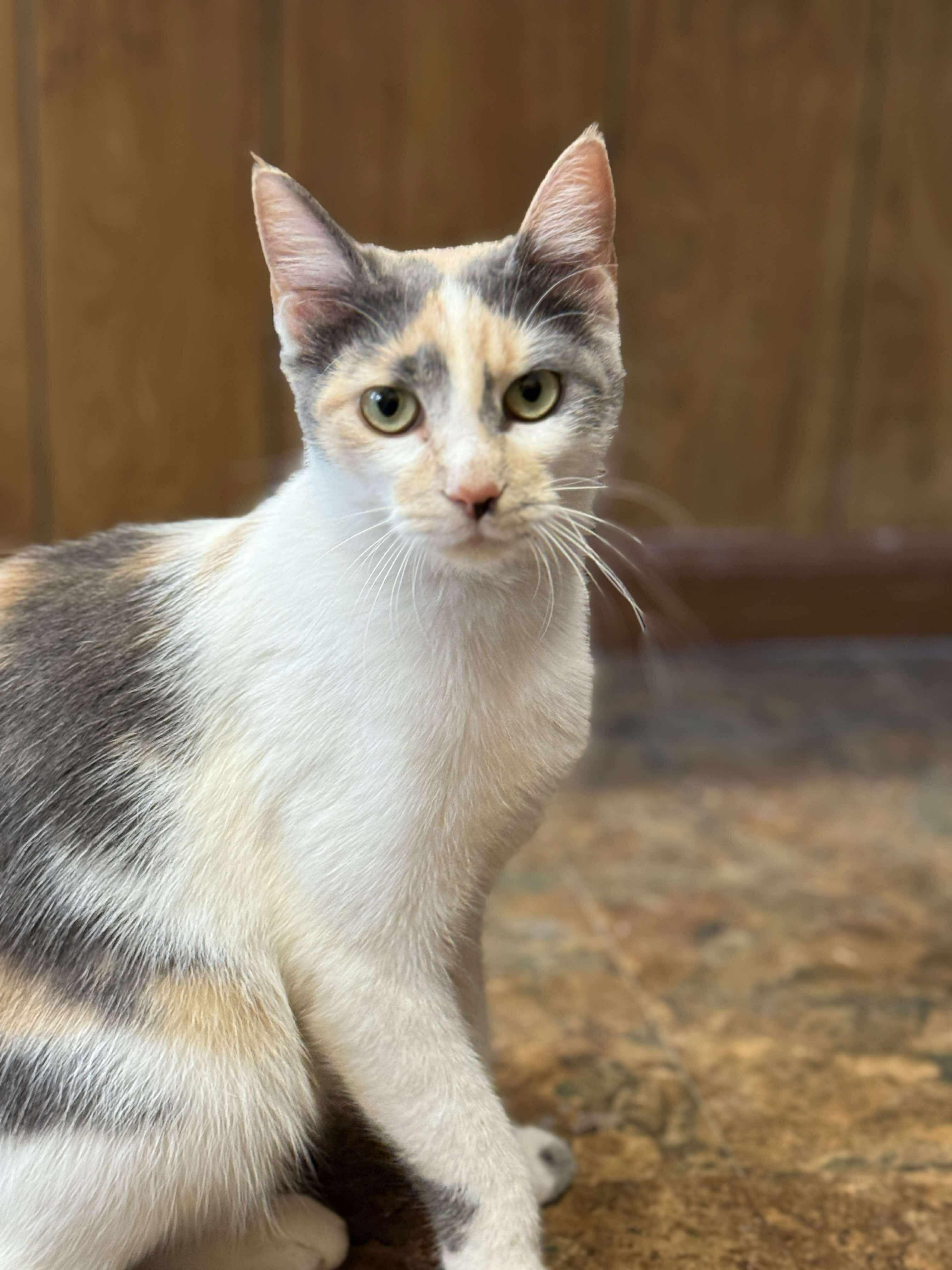 Mandy, Adoptable, Young Female Calico.