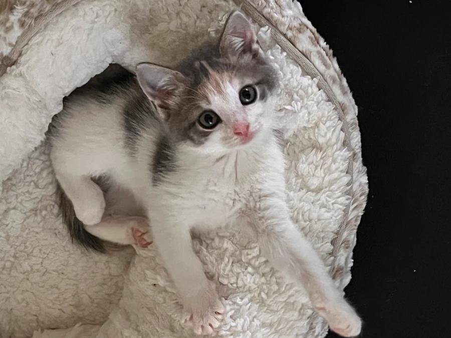 Enlarge Flea AKA Spice, a Adoptable Calico in Lindenhurst, NY image 1/1