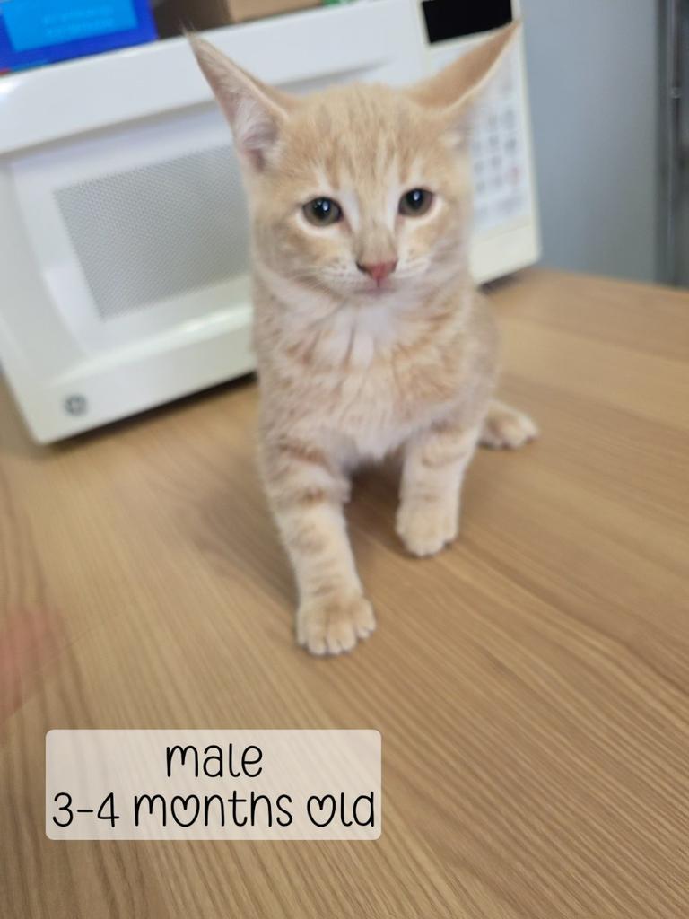 Enlarge Claude, a Adoptable Domestic Medium Hair in Holbrook, AZ image 1/1