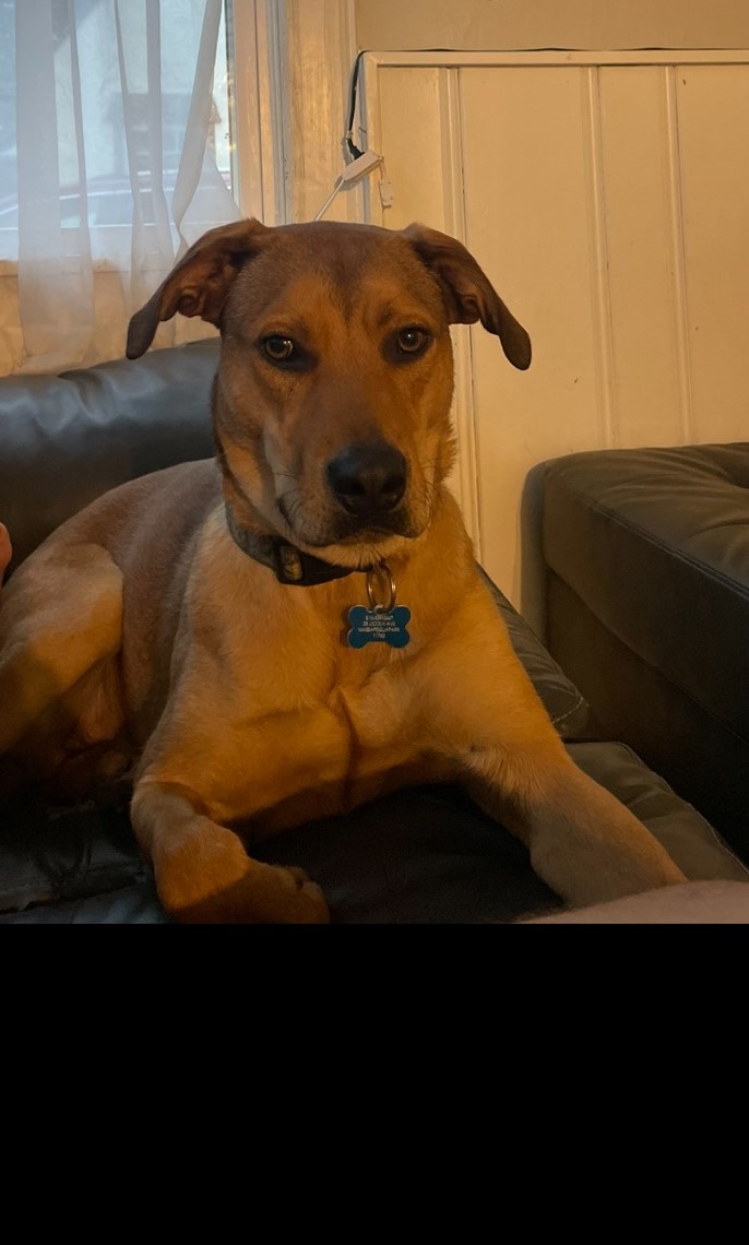 Louie 2