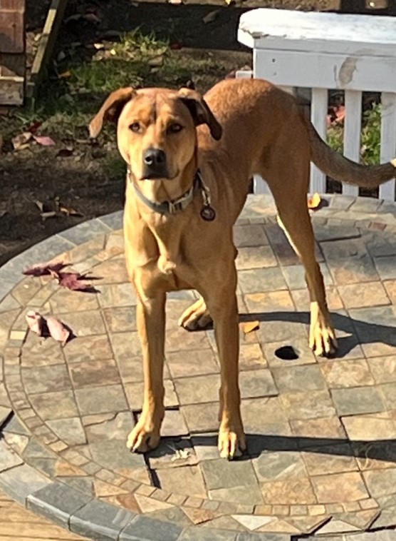Louie, a Adoptable mixed breed in Farmingville, NY image 1/2