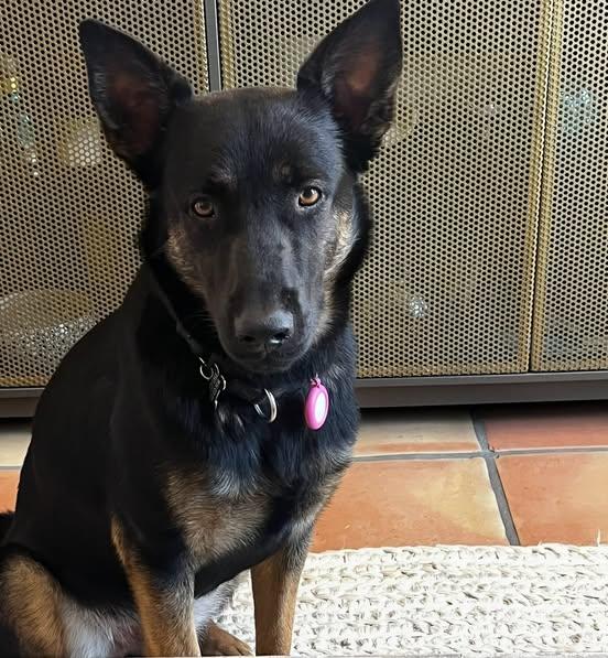 Enlarge Mick, a Adopted mixed breed in San Marcos, CA image 2/6