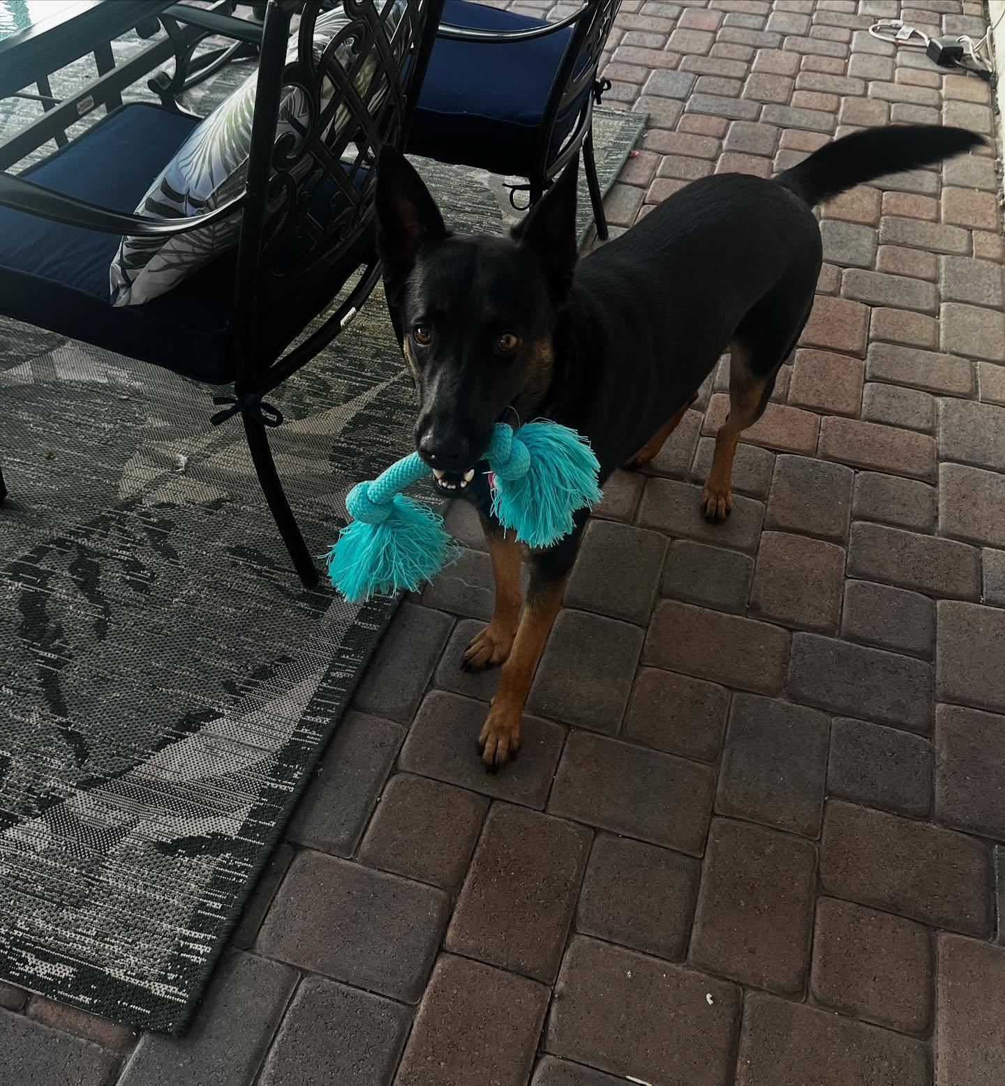 Enlarge Mick, a Adopted mixed breed in San Marcos, CA image 3/6