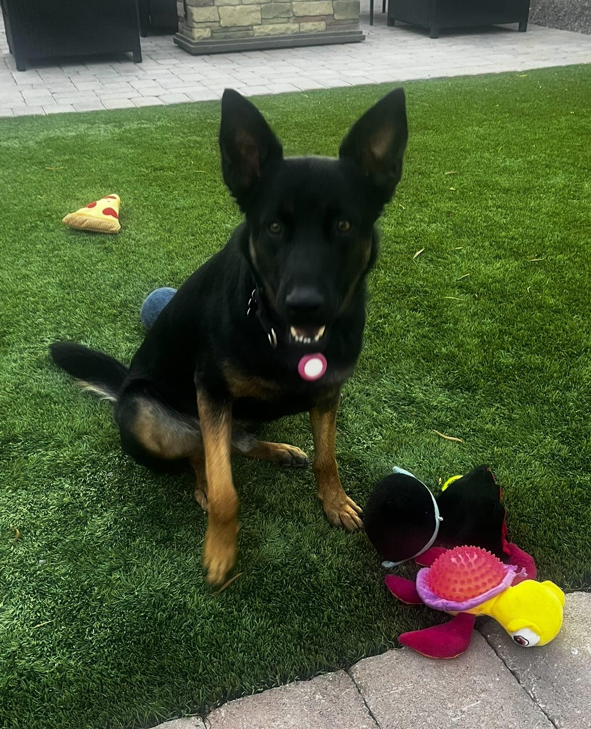 Mick, Adopted, Young Male German Shepherd Dog & Belgian Shepherd / Malinois.