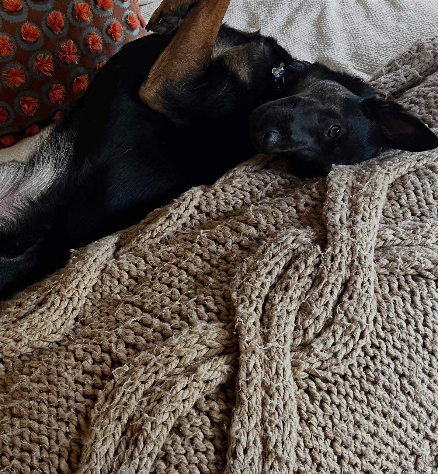 Enlarge Mick, a Adopted mixed breed in San Marcos, CA image 5/6