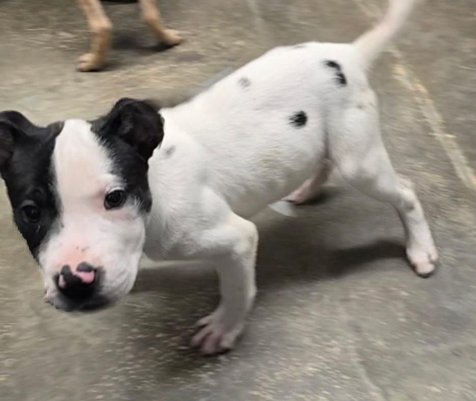 Waylon, adopted, Puppy Male Mixed Breed.