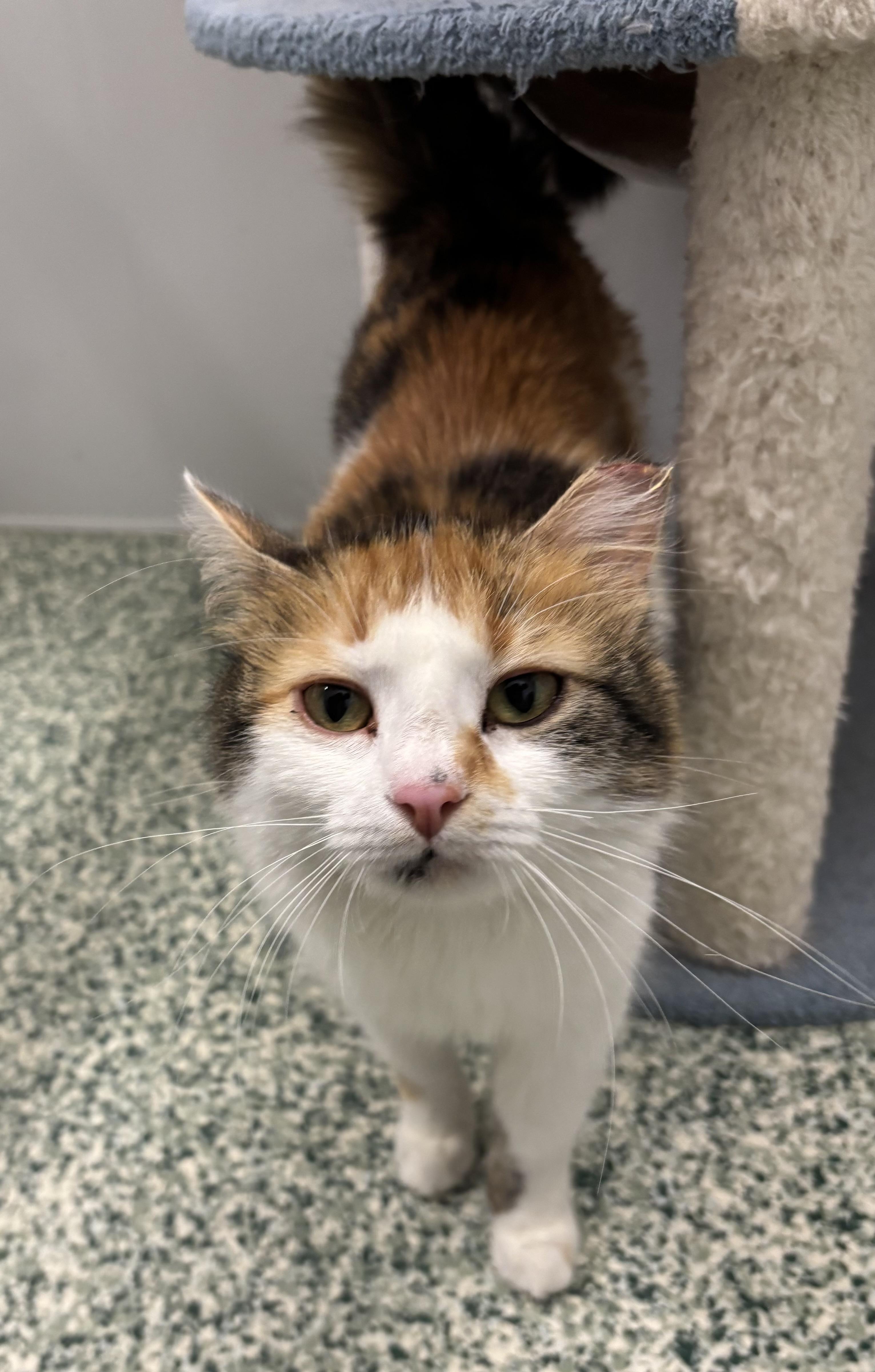 Hollis, adopted, Adult Female Domestic Long Hair.