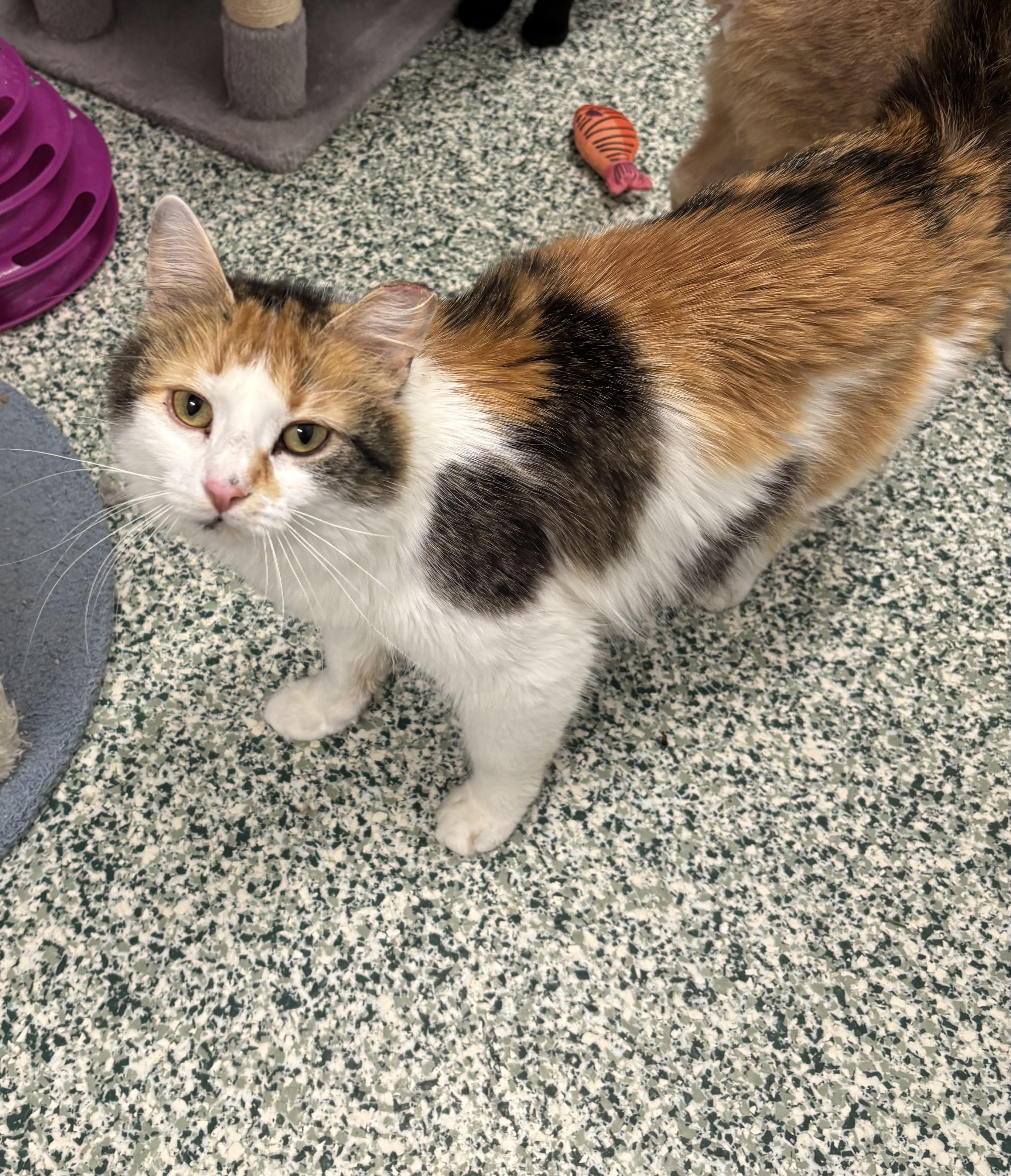 Enlarge Hollis, an adopted Domestic Long Hair in Richland Center, WI image 2/3