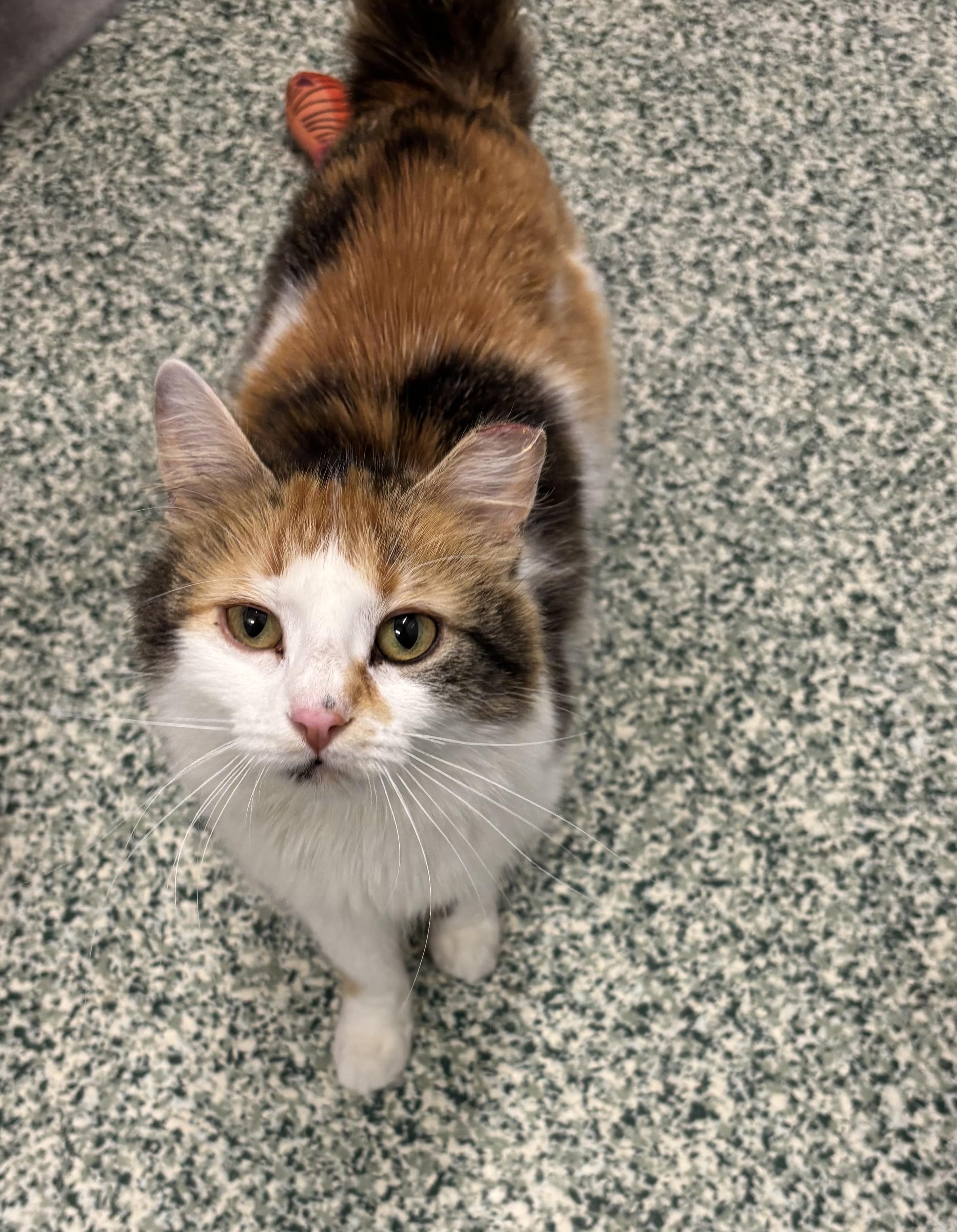 Enlarge Hollis, an adopted Domestic Long Hair in Richland Center, WI image 3/3