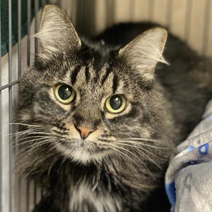 Bella, Adoptable, Adult Female Domestic Long Hair & Domestic Short Hair.