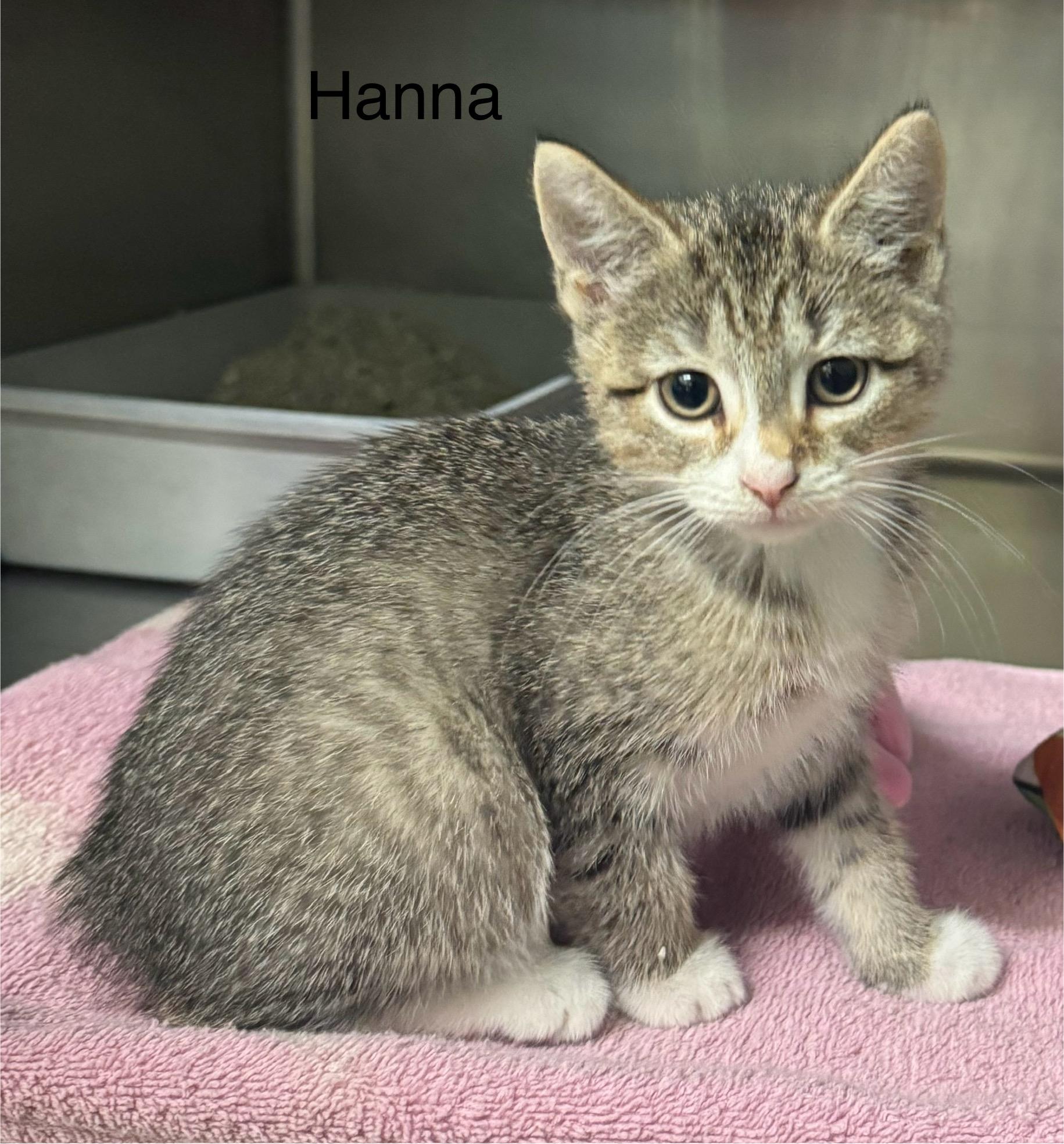 Enlarge Hanna, a Adoptable Domestic Short Hair in Ulster, PA image 1/1