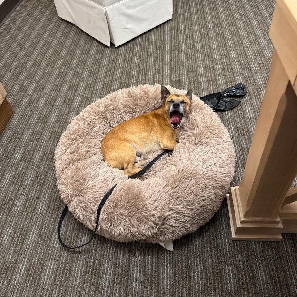 Enlarge Pablo, a ADOPTABLE Chihuahua in Greenville, SC image 3/4