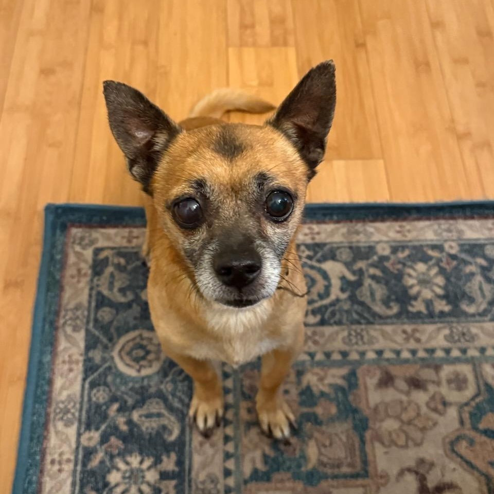 Enlarge Pablo, a ADOPTABLE Chihuahua in Greenville, SC image 2/4