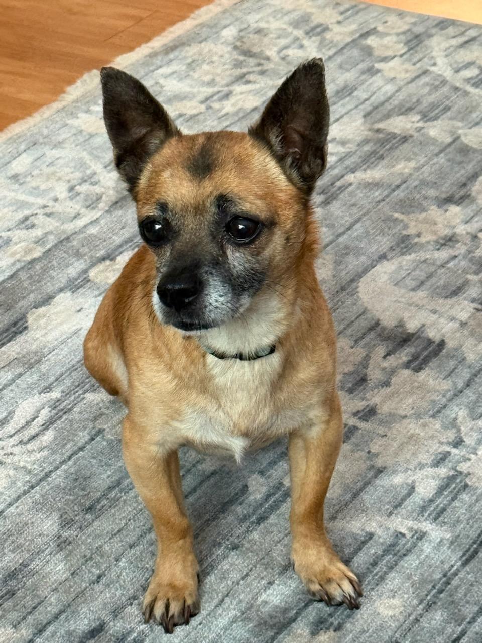 Enlarge Pablo, a ADOPTABLE Chihuahua in Greenville, SC image 4/4