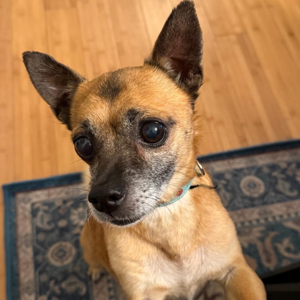 Enlarge Pablo, a ADOPTABLE Chihuahua in Greenville, SC image 1/4