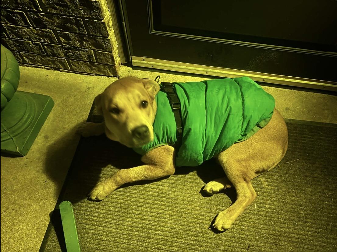 Enlarge Chance, a ADOPTABLE mixed breed in Jefferson, TX image 2/3