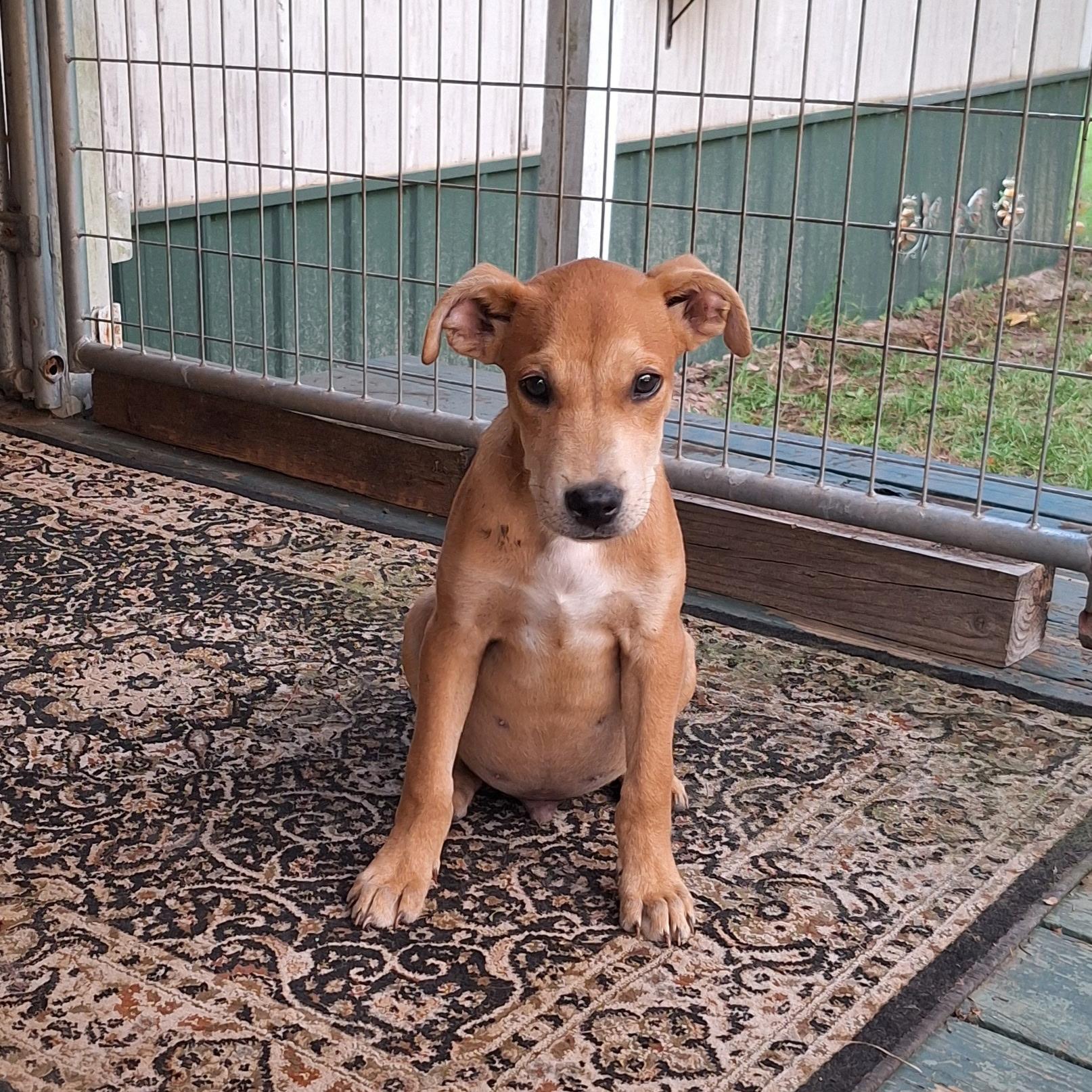 Enlarge Chance, a ADOPTABLE mixed breed in Jefferson, TX image 3/3