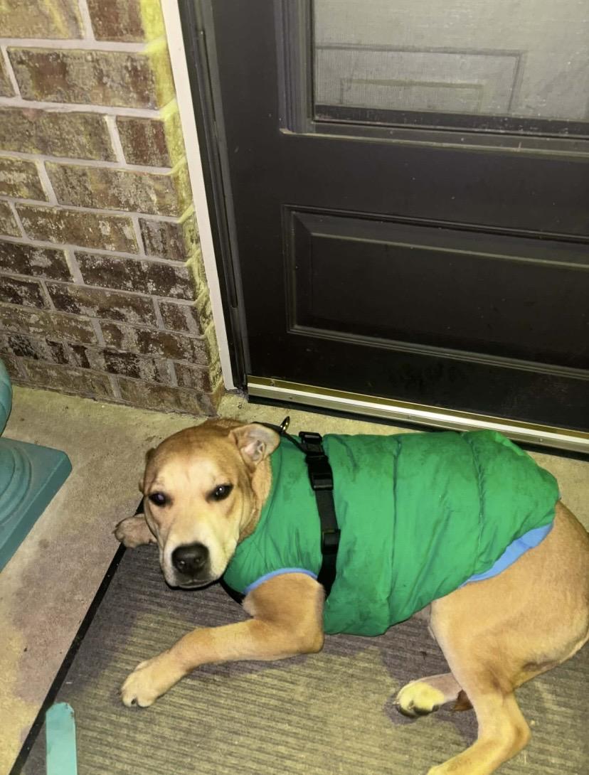 Chance, ADOPTABLE, Young Male Retriever.