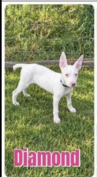 Enlarge Diamond, a Adoptable mixed breed in Alden, NY image 1/4