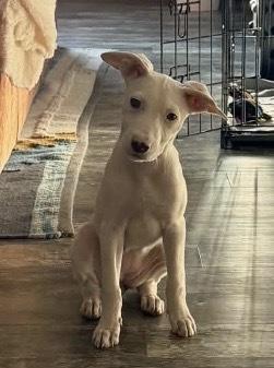 Enlarge Diamond, a Adoptable mixed breed in Alden, NY image 2/4