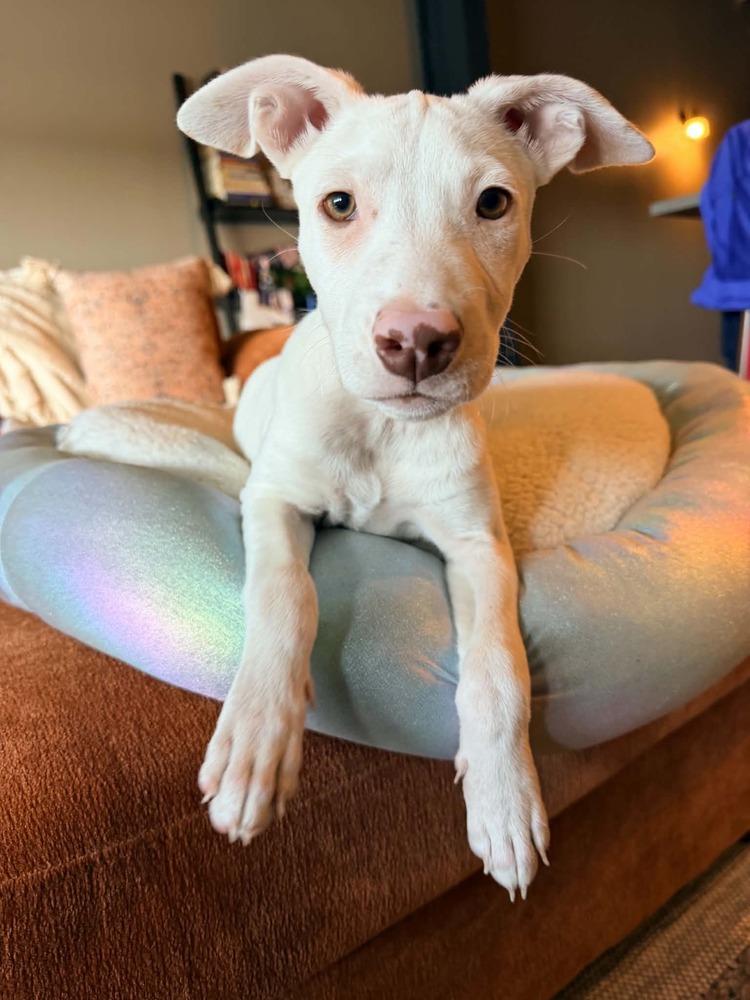 Enlarge Diamond, a Adoptable mixed breed in Alden, NY image 3/4