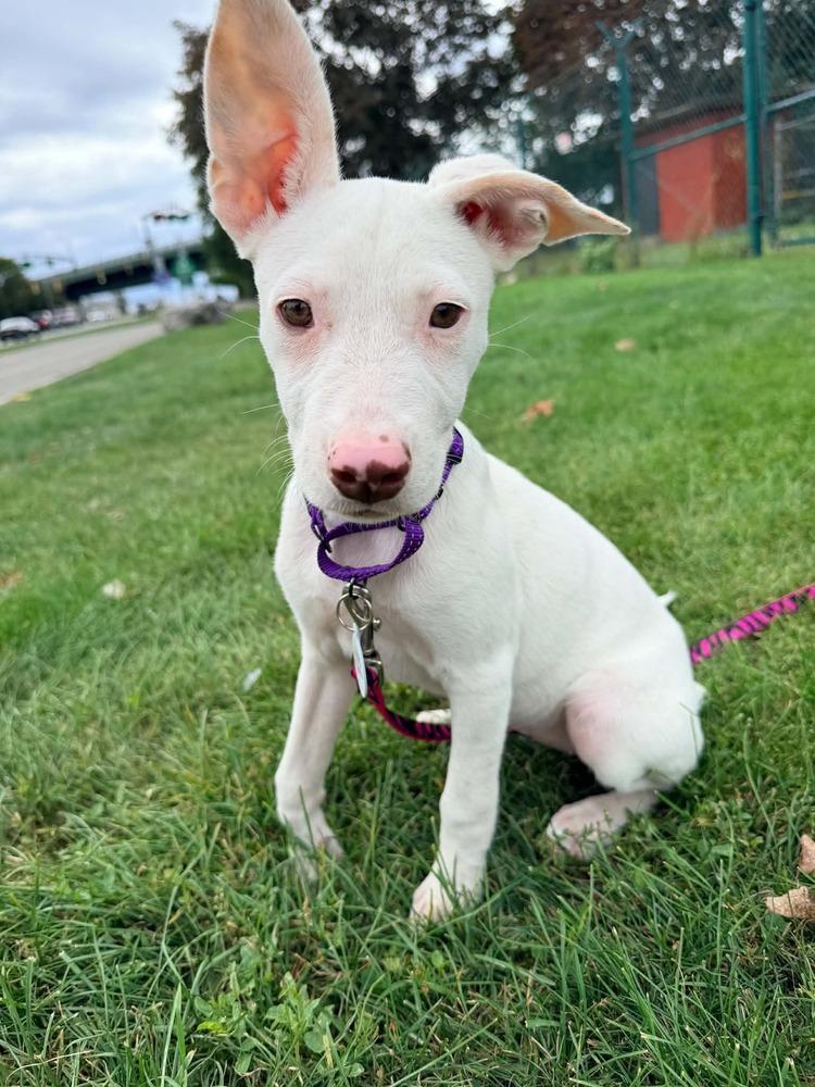 Enlarge Diamond, a Adoptable mixed breed in Alden, NY image 4/4