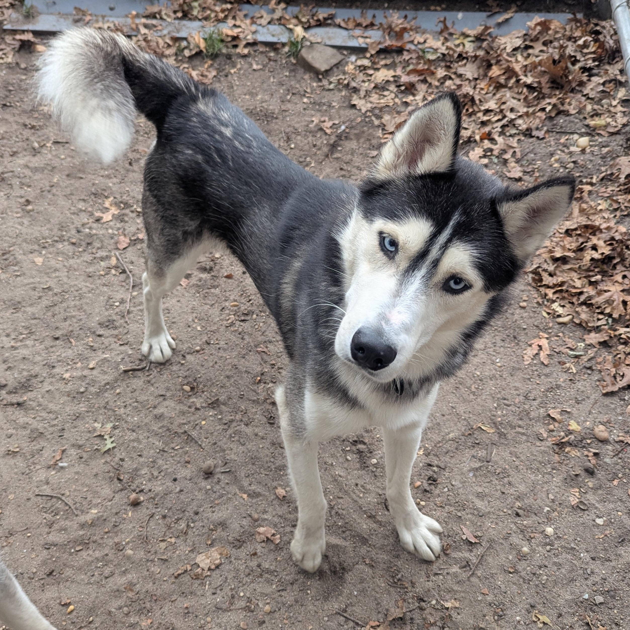 Barley, Adoptable, Young Male Husky.