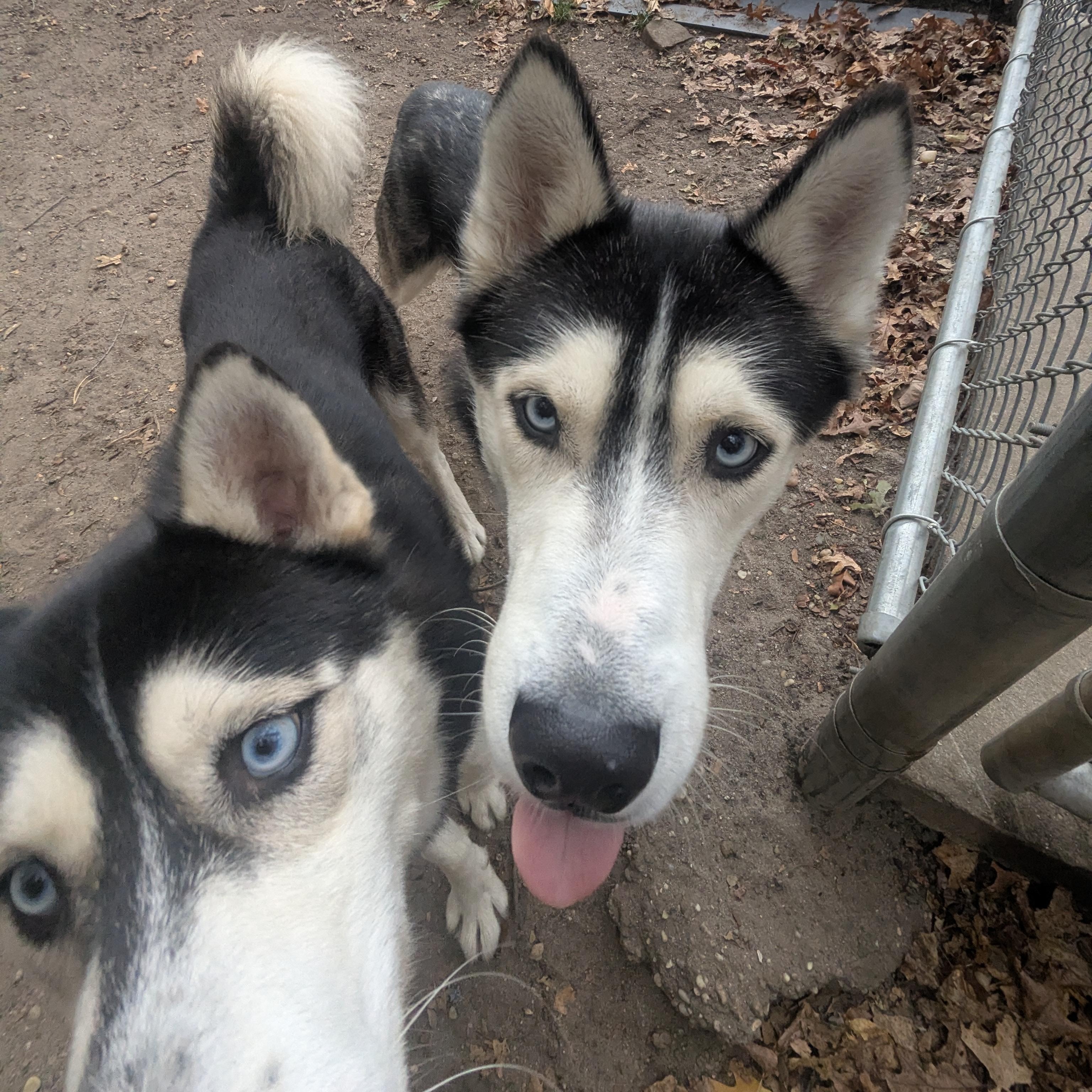 Barley, a Adoptable Husky in Brookhaven, NY image 2/5