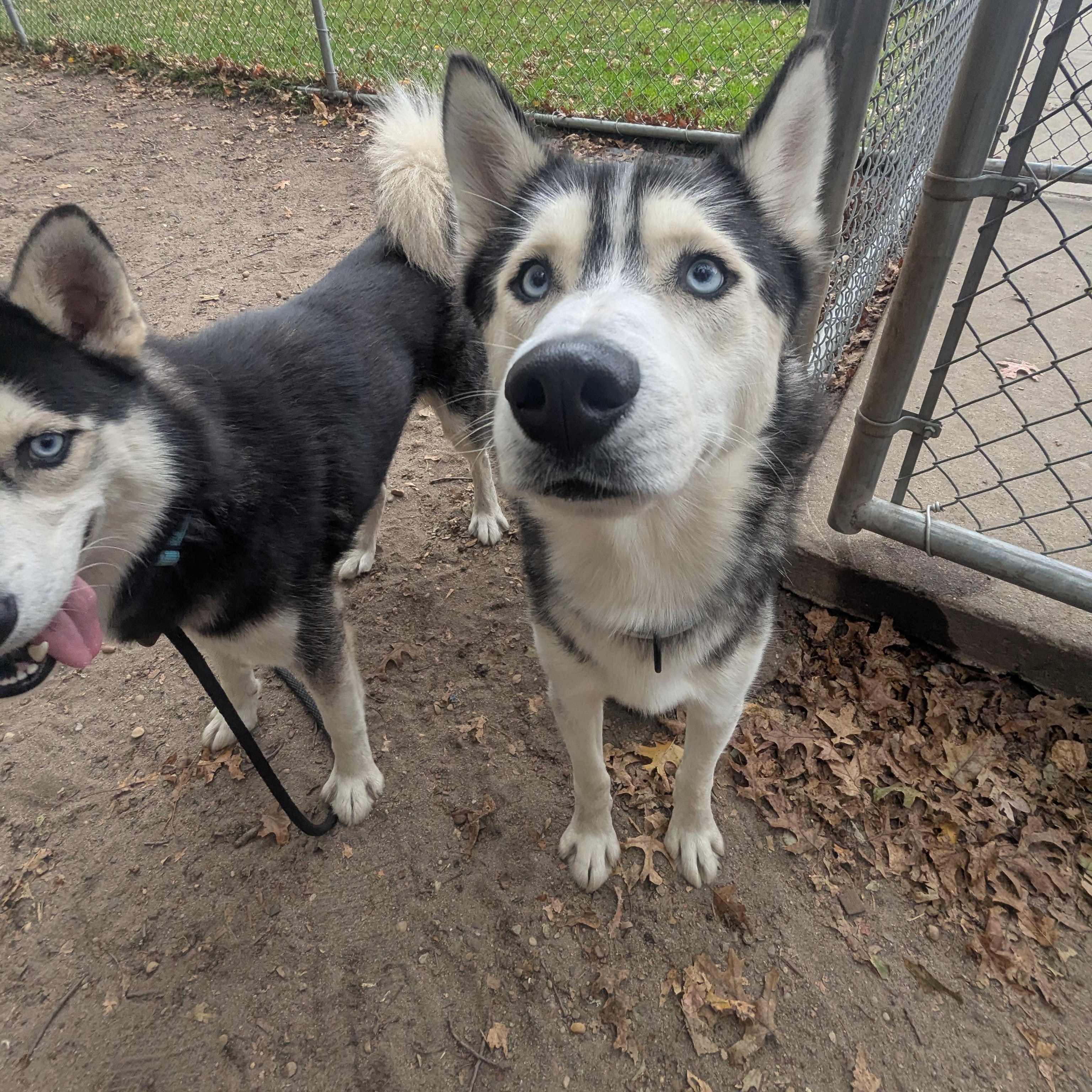 Barley, a Adoptable Husky in Brookhaven, NY image 3/5