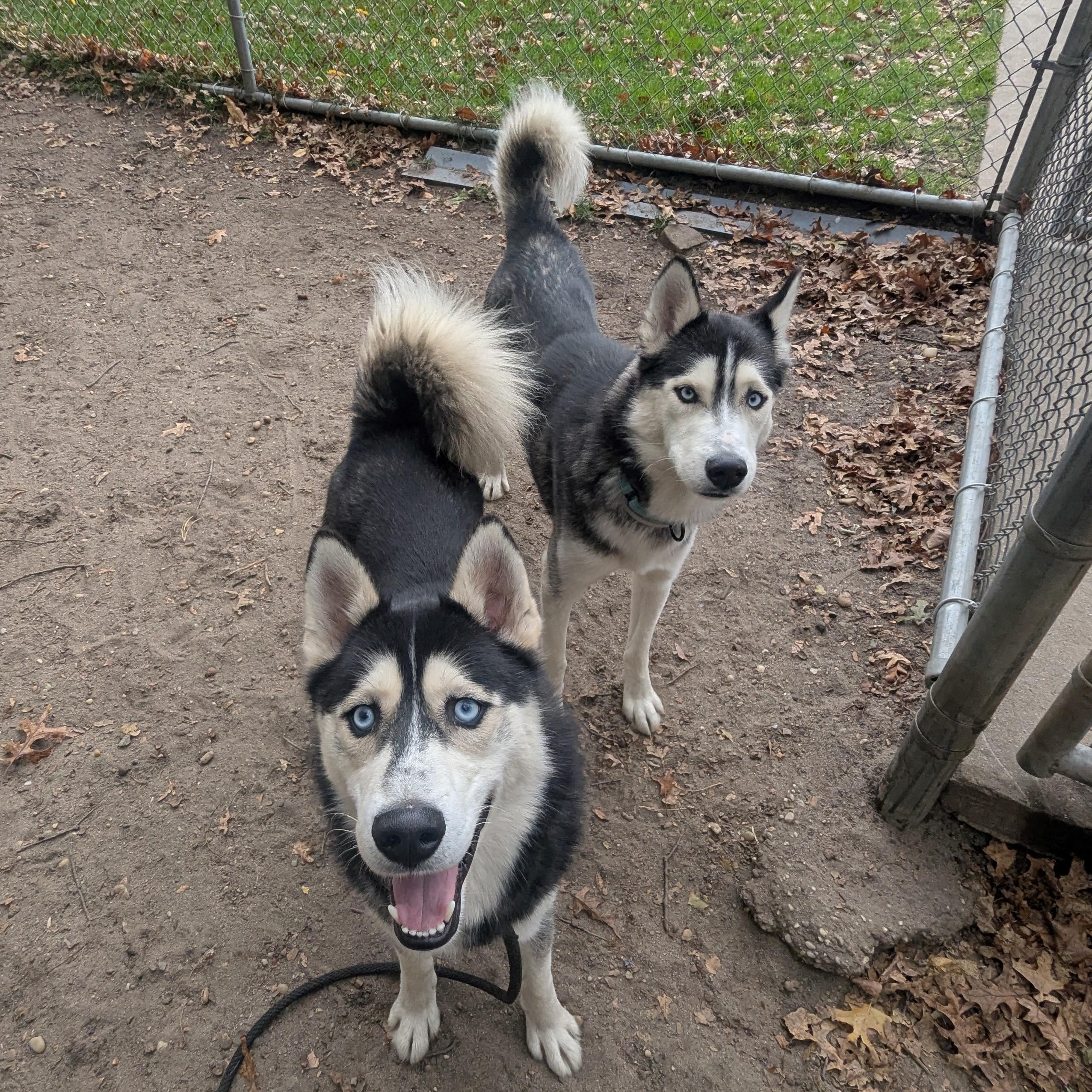 Barley, a Adoptable Husky in Brookhaven, NY image 5/5