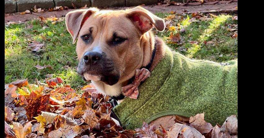 Chance Fka Yoyo thumbnail 3