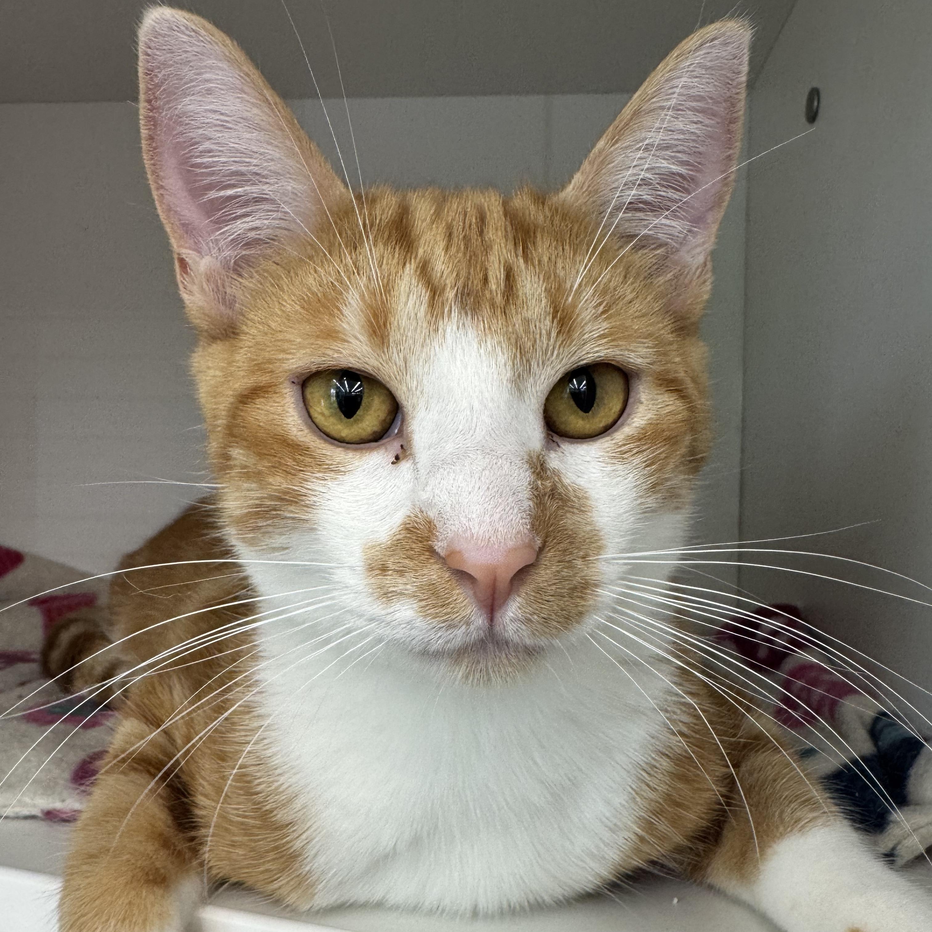 Theo, Adoptable, Adult Male Domestic Short Hair.