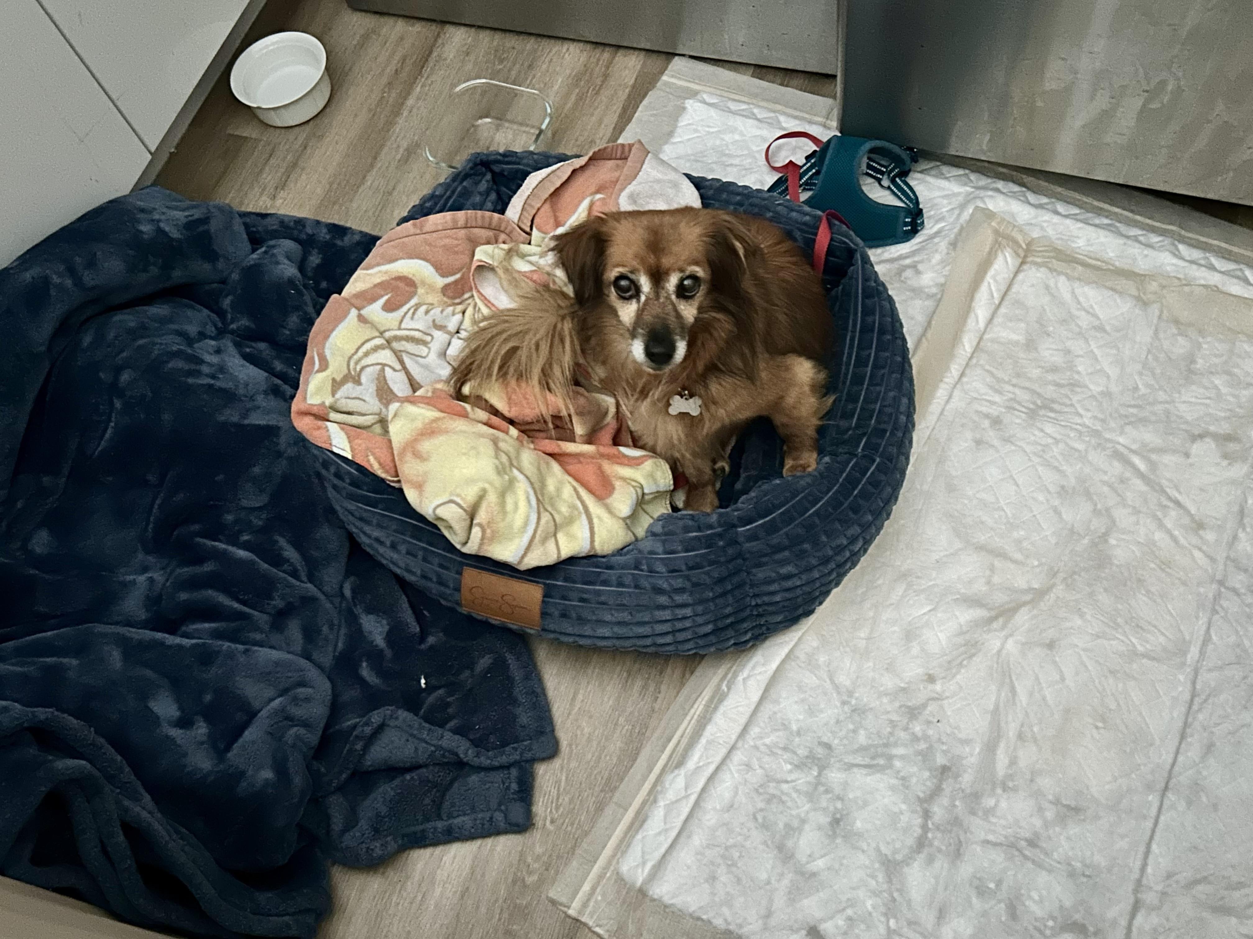 Foxy, a ADOPTABLE Chihuahua in Laguna Beach, CA image 2/2